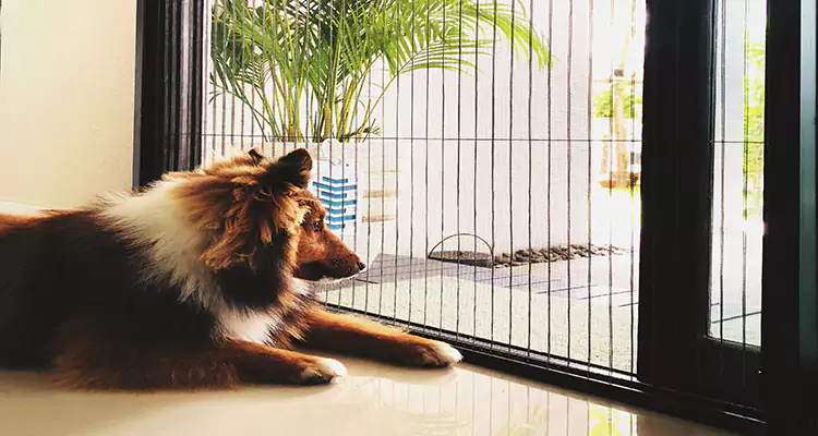Sliding Screen Pet Door Repair in Hallandale Beach, FL