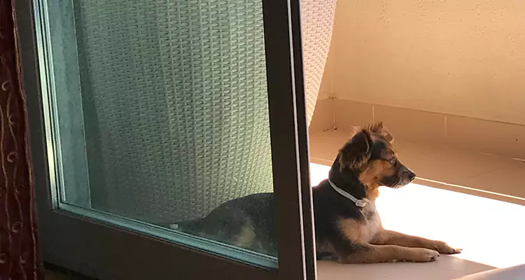 French Door Pet Screen Repair in Hallandale Beach, FL